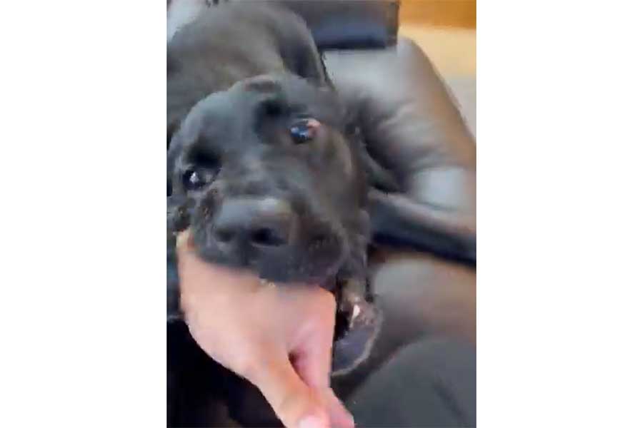 ハイテンションで飼い主さんの手を甘噛みするビリーくん（スクリーンショット）