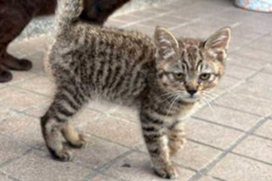 家に帰ると、見かけない子ねこが【写真提供：湯島猫部（@nekorobicafe）さん】