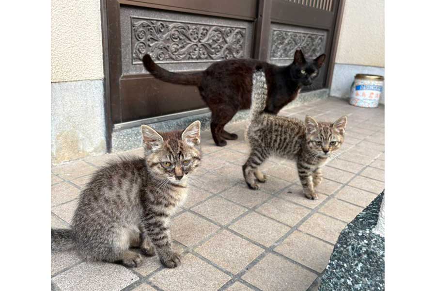 林さんの家にやってきた2匹の子ねこ【写真提供：湯島猫部（@nekorobicafe）さん】
