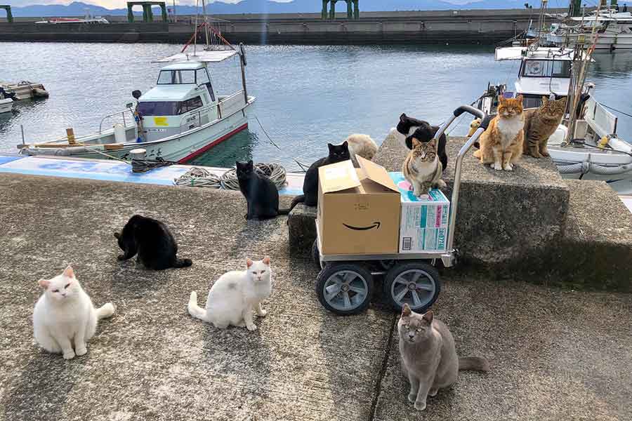 湯島で暮らす地域ねこたち【写真提供：湯島猫部（@nekorobicafe）さん】