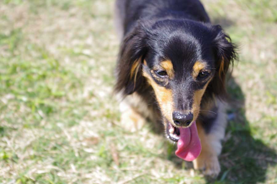夏場の犬の散歩を巡る投稿が話題に(写真はイメージ)【写真:写真AC】