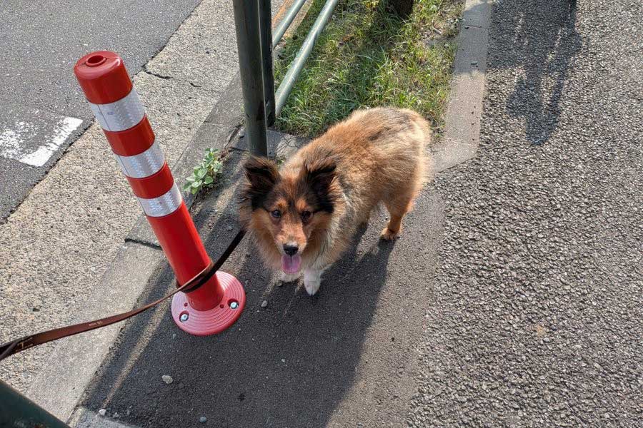 【写真提供：高沢守（@MamoruTakazawa）さん】