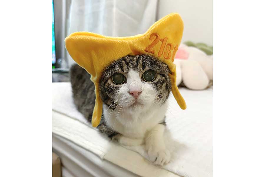 「21st」と描かれた帽子をかぶる、キュートな菊千代ちゃん【写真提供：菊千代とmum（@y5_y5_san）さん】