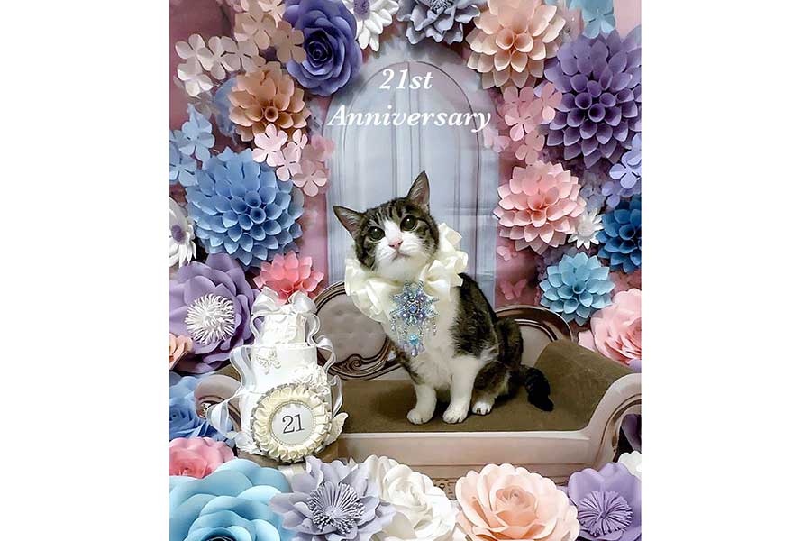 華やかなセットで記念撮影をする菊千代ちゃん【写真提供：菊千代とmum（@y5_y5_san）さん】