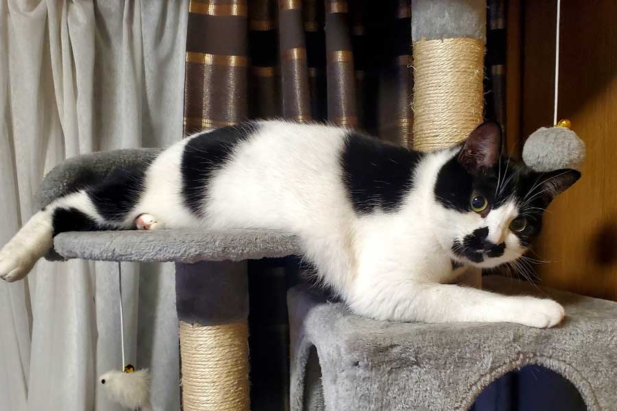 話題になった元保護ねこのミアちゃん【写真提供:マグルの猫(@chimakiningen)さん】