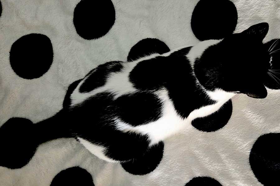 ドット柄のブランケットに座った姿が、まるで騙し絵のように見えるミアちゃん【写真提供:マグルの猫(@chimakiningen)さん】