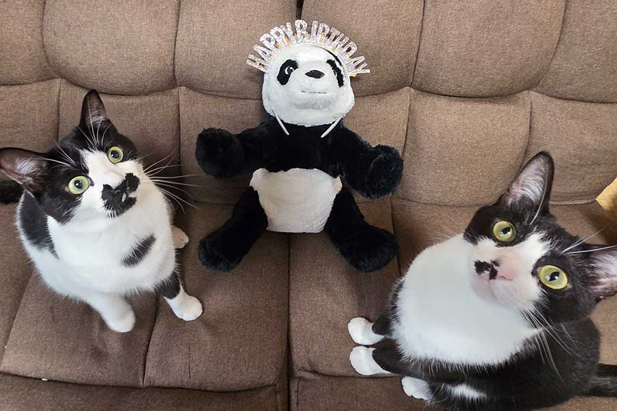 七夕の日、2歳になった(左から)ミアちゃんとダダくん【写真提供:マグルの猫(@chimakiningen)さん】