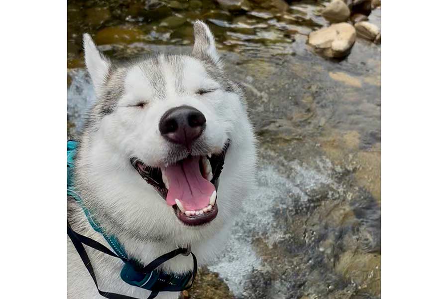 川遊びを楽しむ珀くん【写真提供：ハスキーの珀くん（@husky_0319）さん】