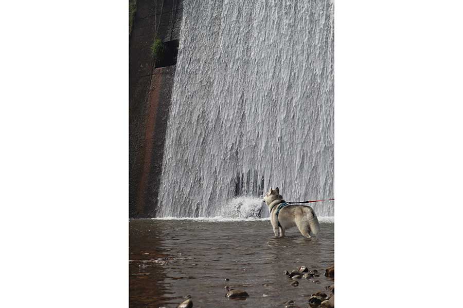 しぶきがまるで珀くんの鼻水のように見える一枚【写真提供：ハスキーの珀くん（@husky_0319）さん】
