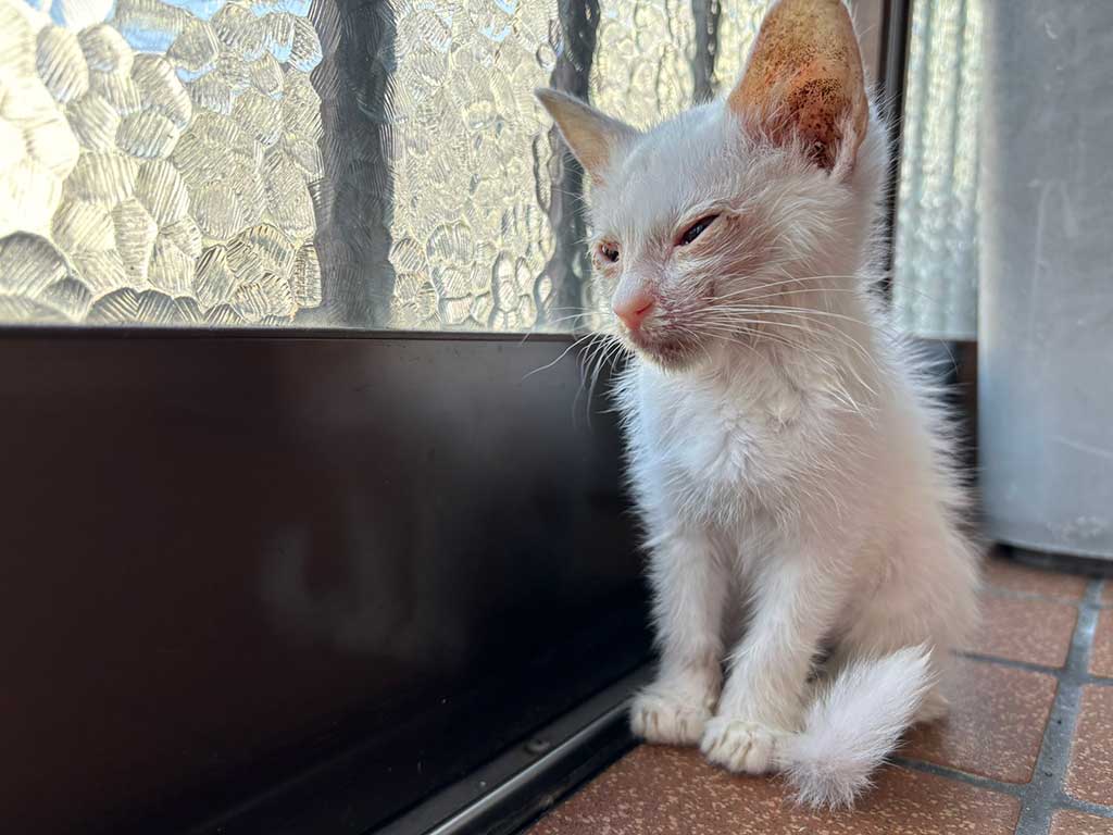 保護されて間もない子ねこ【写真提供：しらゆき　3ニャンの母（@yuki_3nyan）さん】