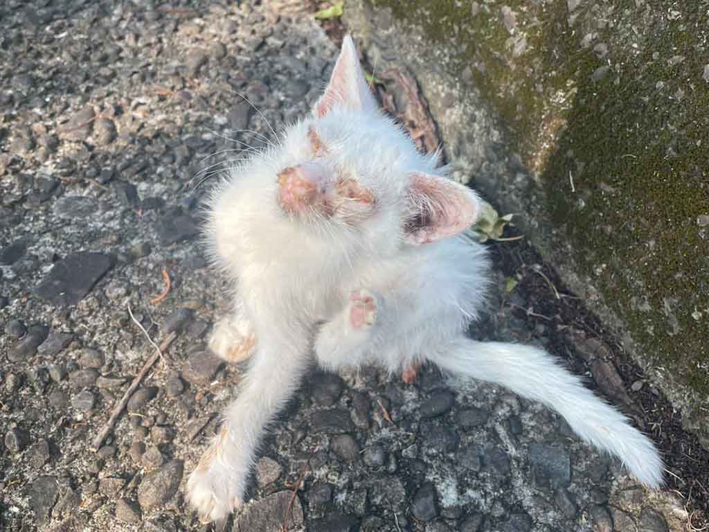 保護したときは目が開けられない状態に…【写真提供：しらゆき　3ニャンの母（@yuki_3nyan）さん】