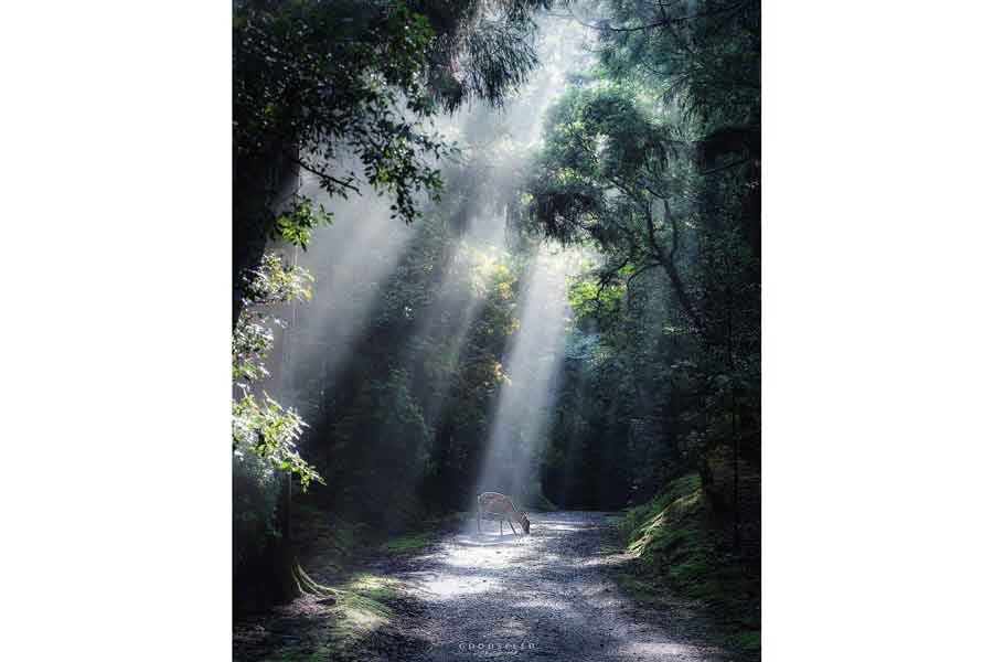 話題になった一枚【写真提供：aki（@aki_goodspeed）さん】