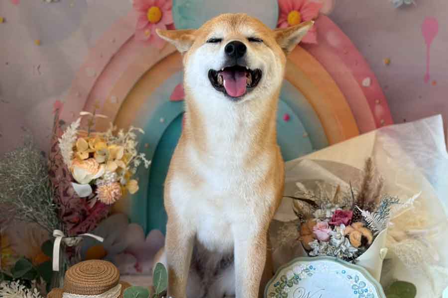 笑顔が愛らしい、柴犬の鈴ちゃん【写真提供：柴犬りん 龍之介（のすけ）（@shiba_rin1107）さん】