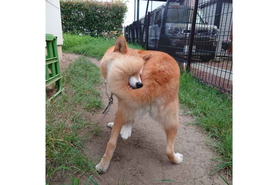 シッポを捕まえて「変な生き物!?」状態になってしまった鈴ちゃん【写真提供：柴犬りん 龍之介（のすけ）（@shiba_rin1107）さん】