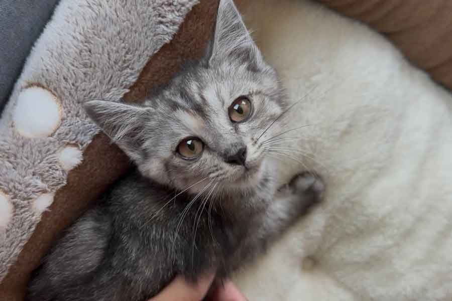 生後2か月で保護された銀ちゃん【写真提供：桃丸（@momomaruke）さん】