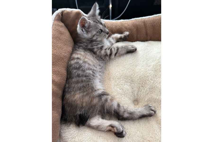 保護されたばかりでクッションに横になる銀ちゃん【写真提供：桃丸（@momomaruke）さん】