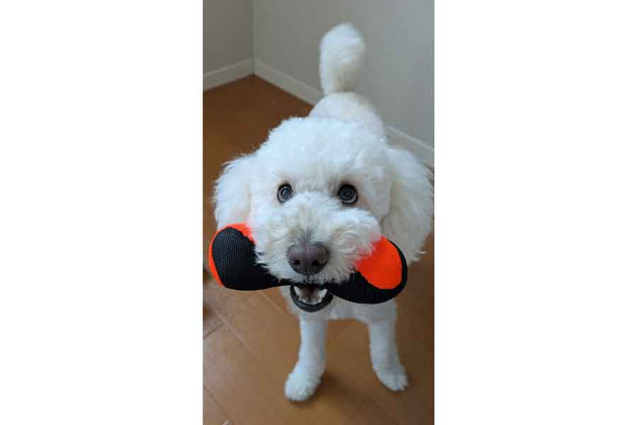 「遊んで！」と誘う小夏くん【写真提供：イヌカワ（@inukawatama）さん】