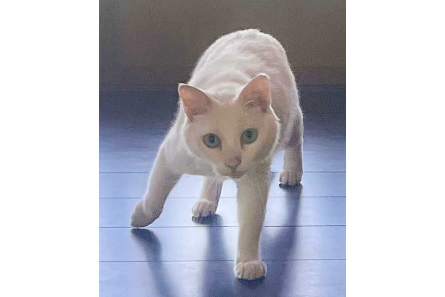 勇ましい立ち姿のねこ【写真提供：ジョーは犬&猫と共に古民家で暮らしている（@6464prpr）さん】