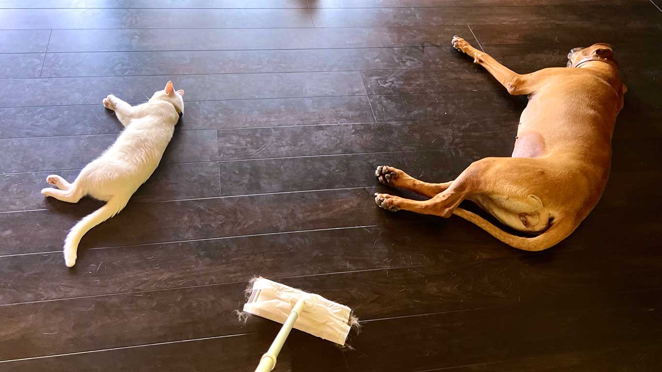 同じポーズで横になる（左から）爪くんと顎ちゃん【写真提供：ジョーは犬&猫と共に古民家で暮らしている（@6464prpr）さん】