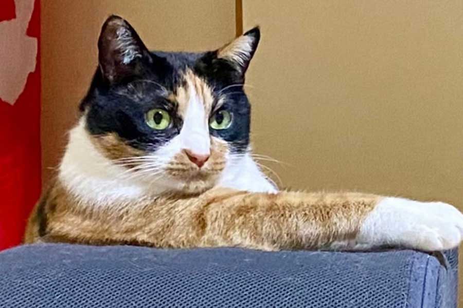 まったり過ごすねこ【写真提供：ソラネコさんち（@mofgedama）さん】