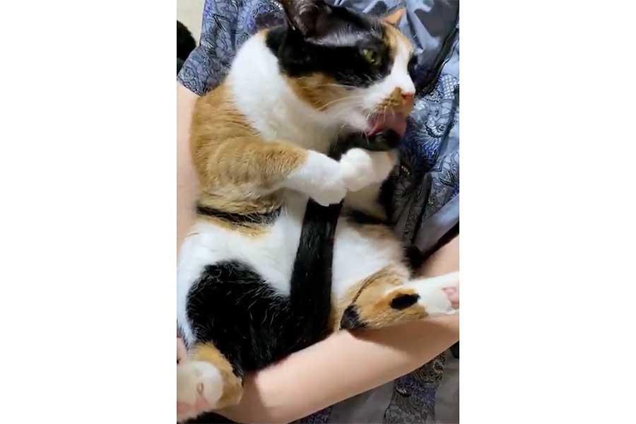 飼い主さんに抱きかかえられながら、自分のシッポを毛づくろいするちーちゃん【写真提供：ソラネコさんち（@mofgedama）さん】