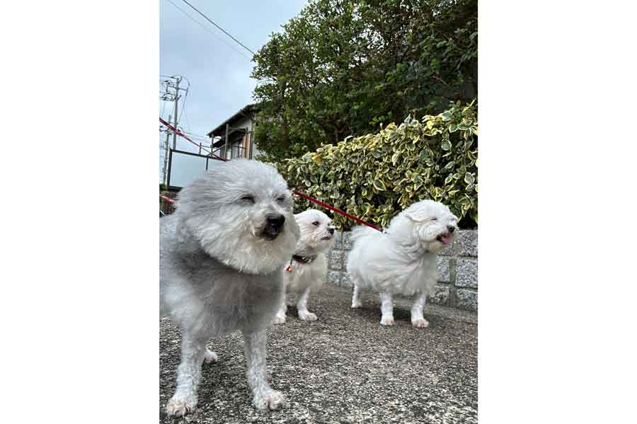 散歩中、強い風に当たる（左から）ココちゃん、ハルくん、ひまわりちゃん【写真提供：ハルくん（@9Z8lquSv8B3FMpN）さん】