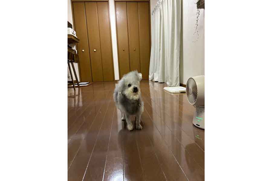 サーキュレーターの風で顔が半分になってしまったようなココちゃん【写真提供：ハルくん（@9Z8lquSv8B3FMpN）さん】