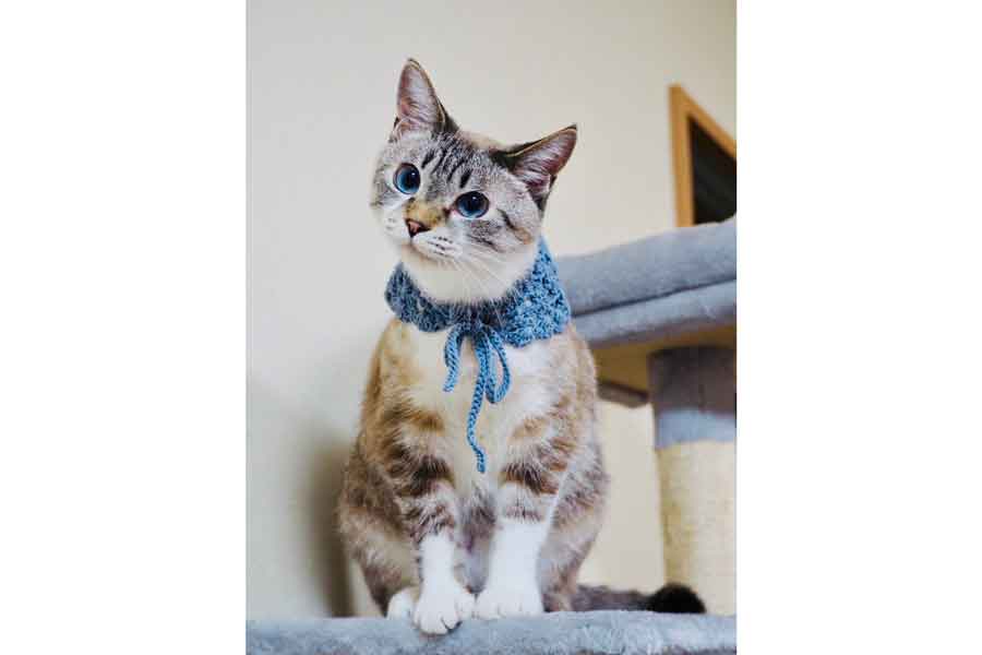 少し首をかしげる仕草がかわいらしいヴェルちゃん【写真提供:ヴェルちゃん(@rakushitai_m)さん】