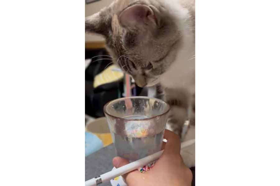 じっとグラスの中を見つめるヴェルちゃん(スクリーンショット)