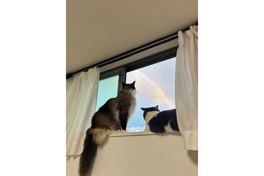 窓の外に見える虹に興味津々の（左から）コテツくんとまるくん【写真提供：コテツとまる（@mofu_kote）さん】