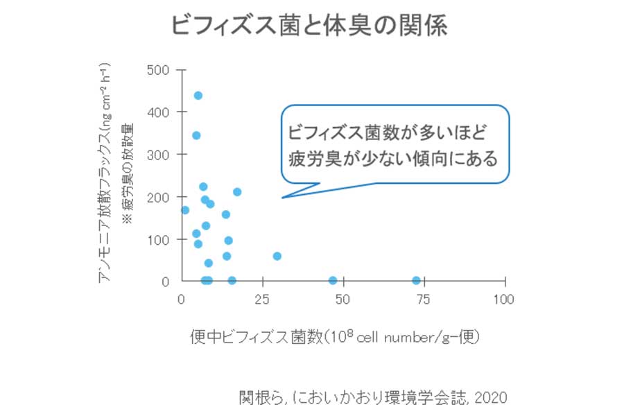 ビフィズス菌が増加すると“夏バテ臭”(アンモニア)は減少する傾向に【画像:関根嘉香「皮膚ガスのはなし」p45より引用・改変】