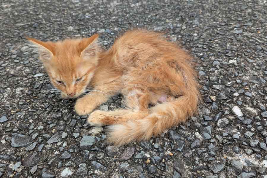 かなり衰弱していた状態で保護された子ねこ【写真提供：ツナ（@motikiro2）さん】
