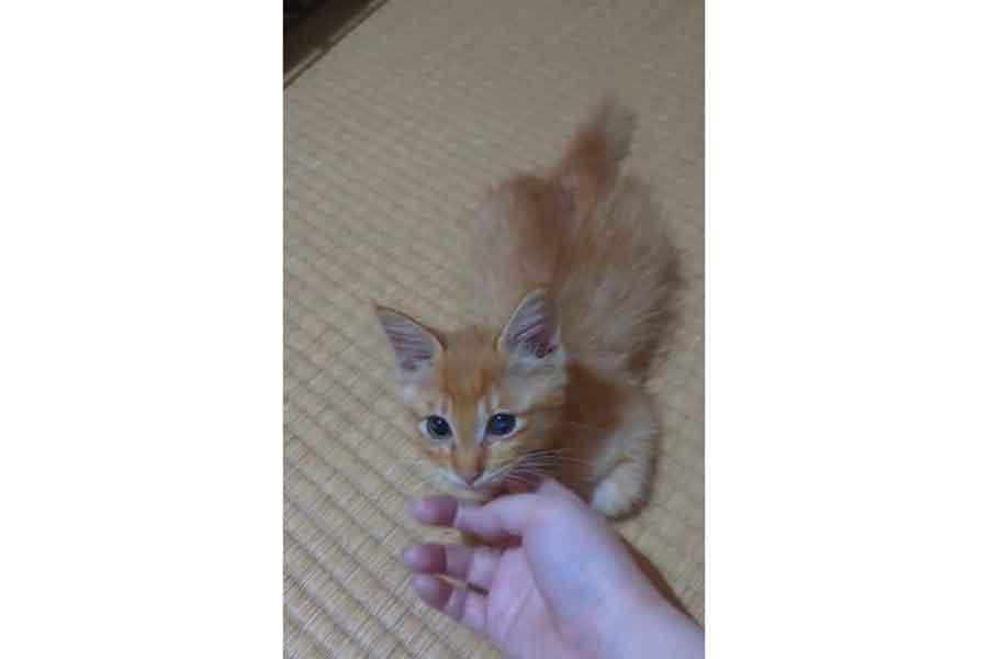 飼い主さんに甘えるぽわげちゃん(スクリーンショット)