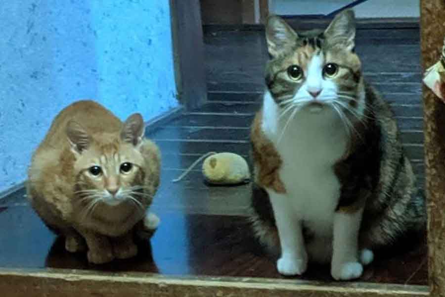 飼い主さんのおうちで暮らす、先住ねこの(左から)どんくさくんとちまきちゃん【写真提供:ツナ(@motikiro2)さん】