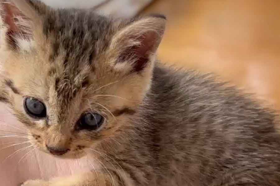 保護当時の子ねこ。すくすく成長中【写真提供：まるママ（@maruchannel0820）さん】