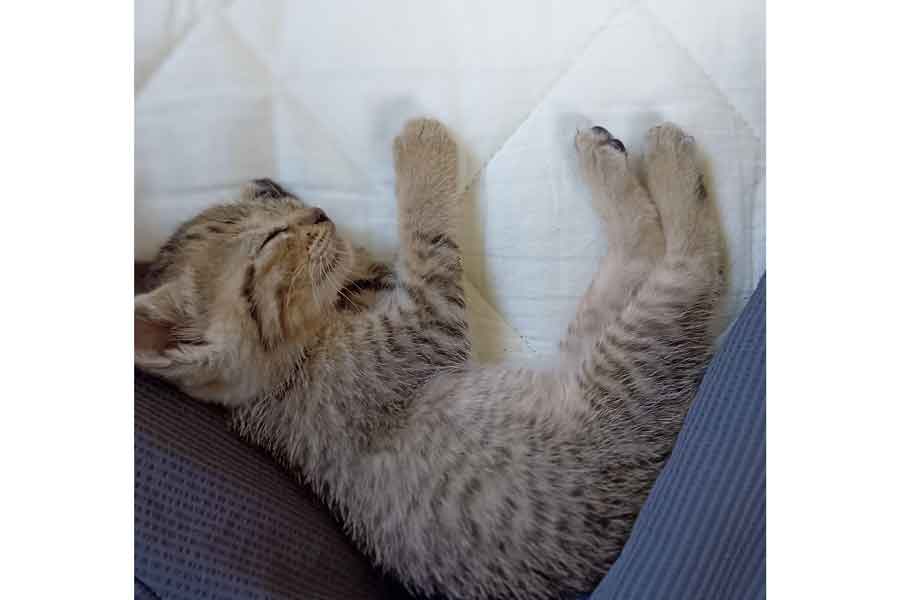 安心しきった様子で眠るぴっぴくん【写真提供：まるママ（@maruchannel0820）さん】