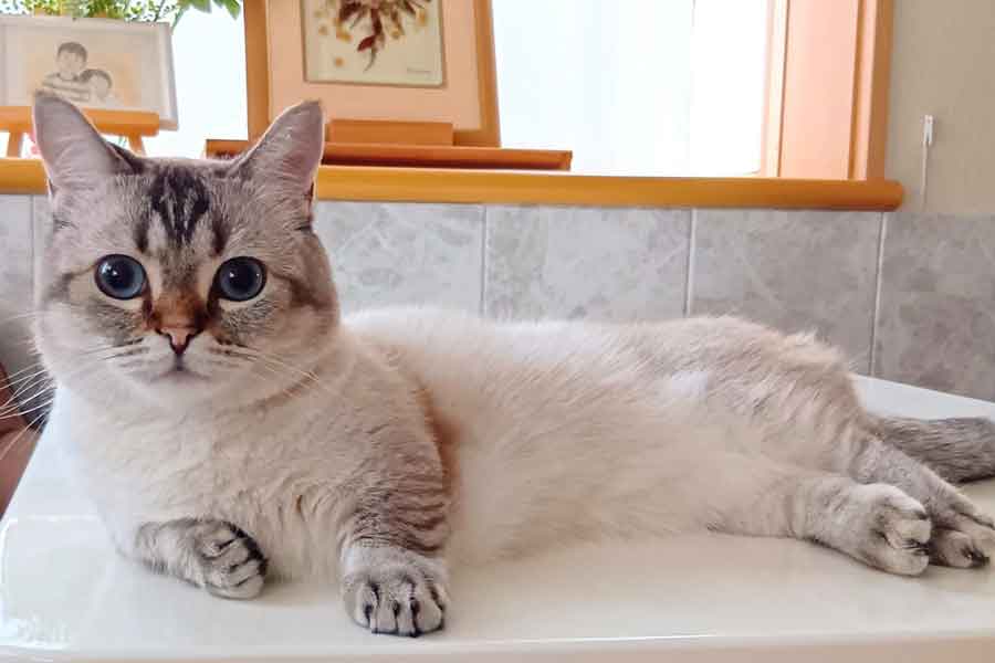 投稿者さんのおうちで暮らす、先住ねこのまるちゃん【写真提供:まるママ(@maruchannel0820)さん】