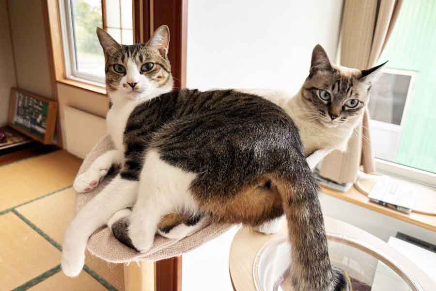 くっついてまったりする2匹のねこ【写真提供：こむぎとすもも（@tanukinekomugi）さん】