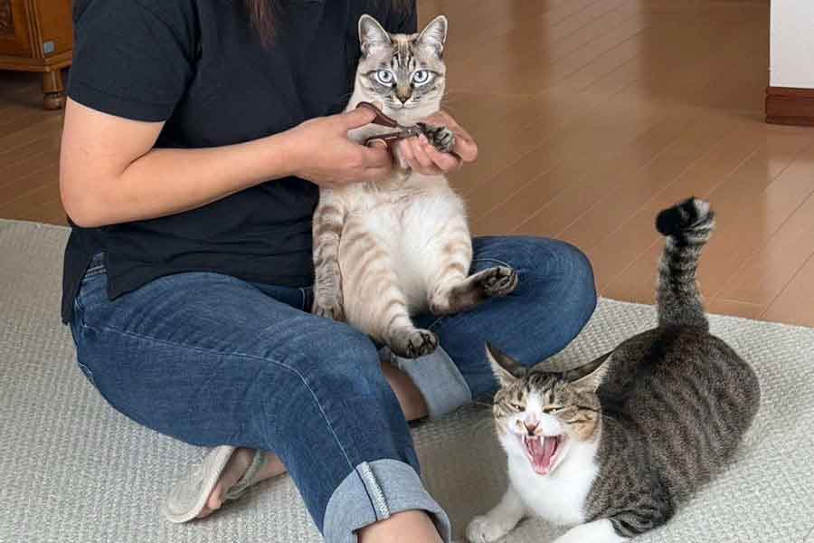 どんな時間も一緒に過ごす（右から）すももちゃんとこむぎちゃん【写真提供：こむぎとすもも（@tanukinekomugi）さん】