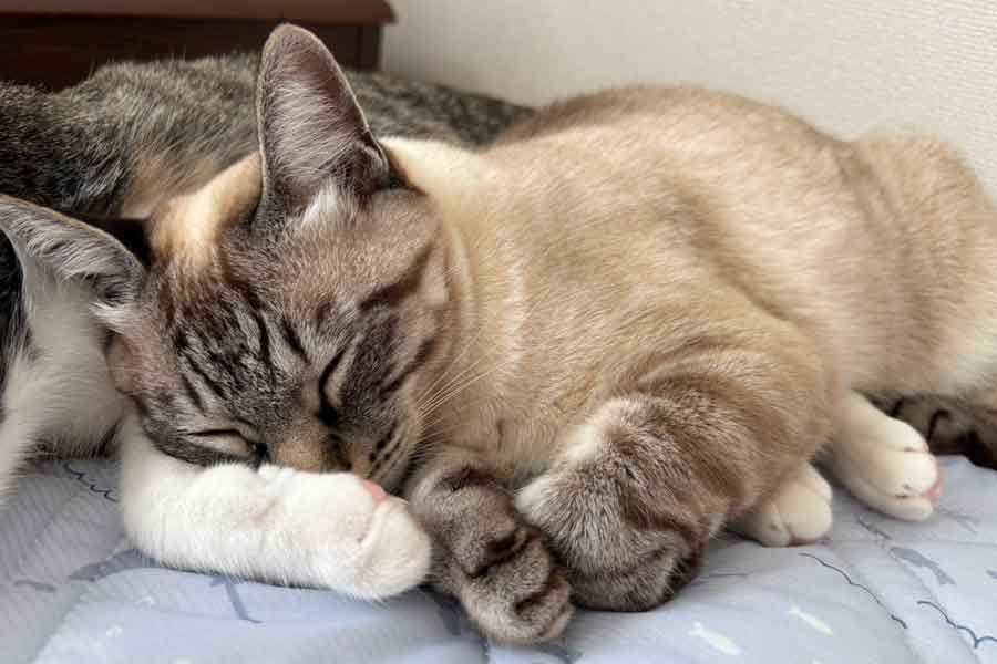 すももちゃん(左)の肉球のにおいを嗅ぎながら寝るこむぎちゃん【写真提供:こむぎとすもも(@tanukinekomugi)さん】