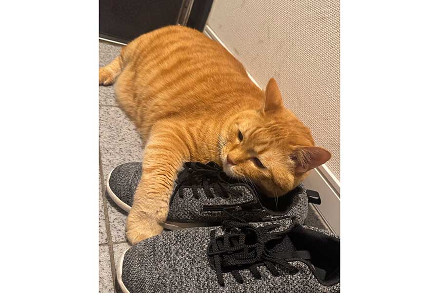 スニーカーにもたれかかるように抱きつくとらまるくん【写真提供:とらまるくん(@toramaru_1120)さん】