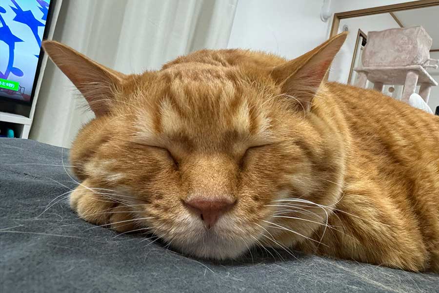 スコティッシュフォールドのとらまるくん【写真提供:とらまるくん(@toramaru_1120)さん】