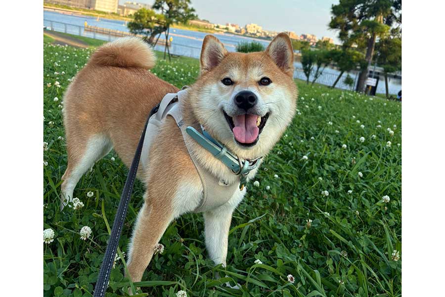 にこにこの笑顔でお散歩する、ちびこちゃん【写真提供:柴犬ちびこ(@chibi_and_co)さん】