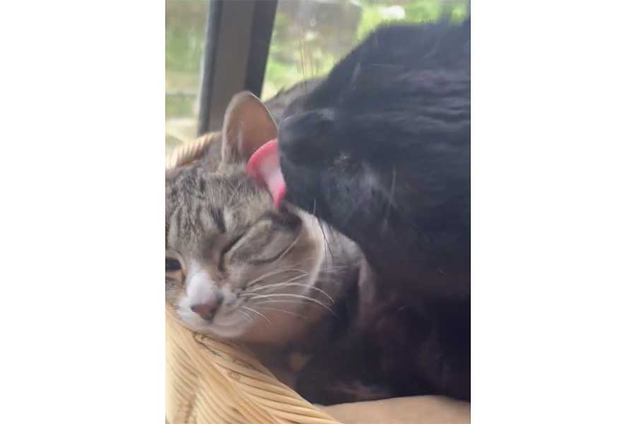 長次郎さんに優しく顔を舐められるミオちゃん（スクリーンショット）