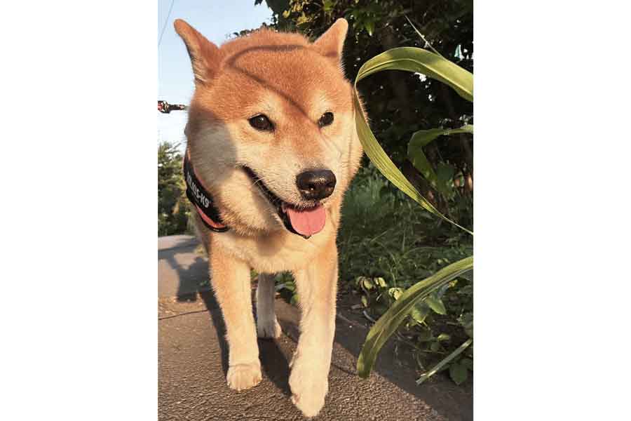 笑顔で散歩を楽しむ柴犬【写真提供：こたろうくん（@kotaro_chang）さん】