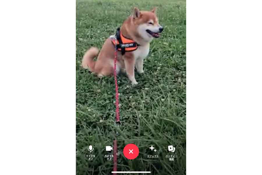 笑顔で“拒否柴”になるこたろうくん【写真提供：こたろうくん（@kotaro_chang）さん】