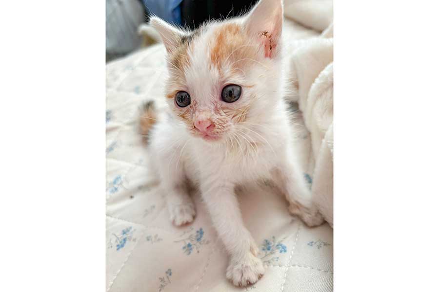 好奇心旺盛で、感情表現が豊かなみっけちゃん【写真提供：ぽめ（@yapomesa）さん】