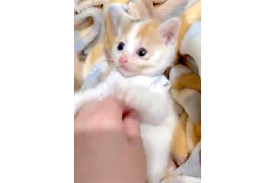 くすぐられても無反応なみっけちゃん（スクリーンショット）