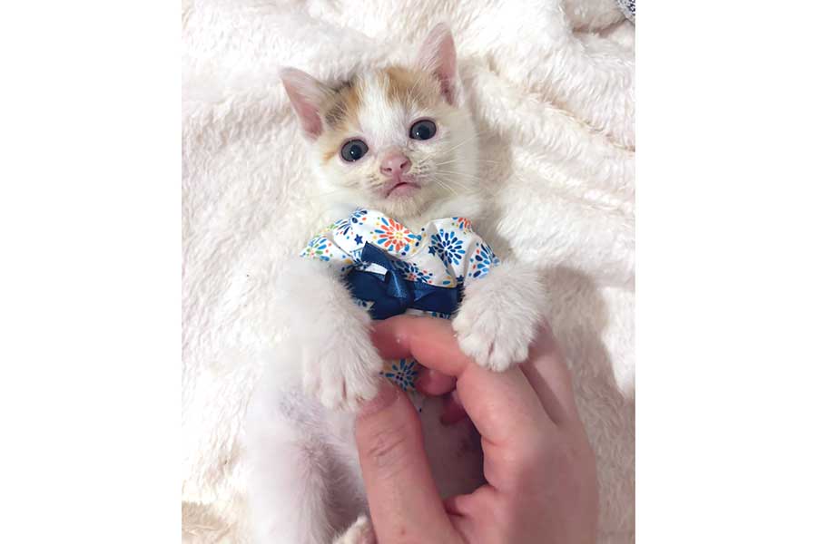 きょとんとした表情で見つめる子ねこ【写真提供：ぽめ（@yapomesa）さん】