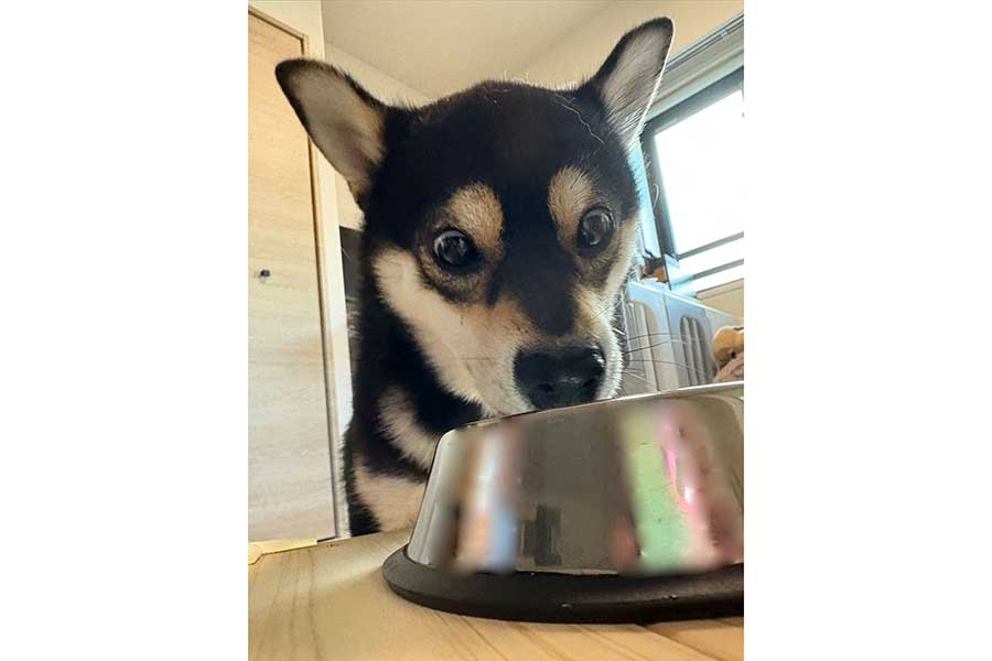 ゼリーの味に感激するはなくん【写真提供:パテラの黒豆柴はな(@pateraHANA)さん】